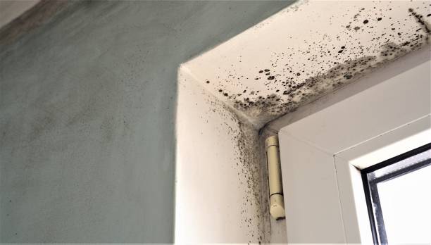 Best Biohazard Mold Removal  in Vista Santa Rosa, CA